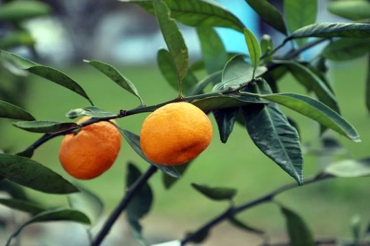 Büyükçekmece’de çocuk parkları meyve ağaçlarıyla donatılıyor