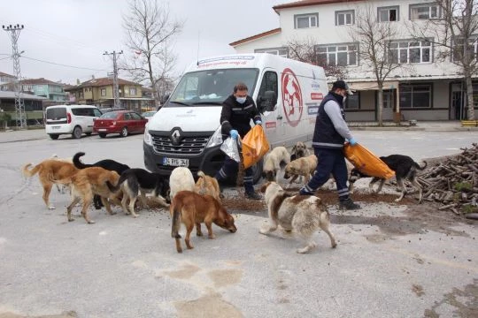 İBB, sokak dostlarını unutmadı
