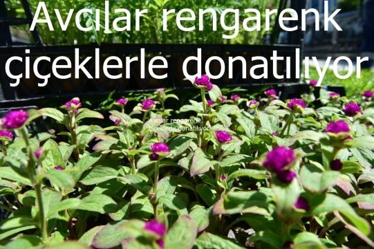 Avcılar rengarenk çiçeklerle donatılıyor