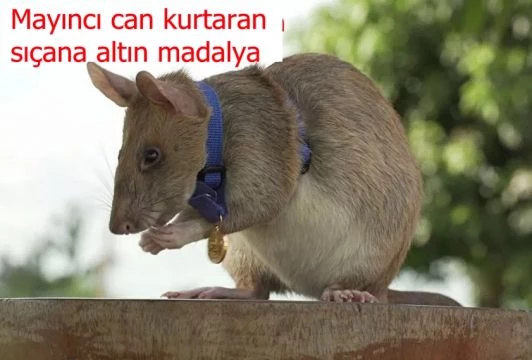 Mayıncı can kurtaran sıçana altın madalya