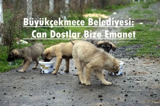 Büyükçekmece Belediyesi: Can Dostlar Bize Emanet
