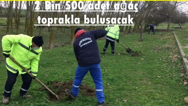 2 Bin 500 adet ağaç toprakla buluşacak
