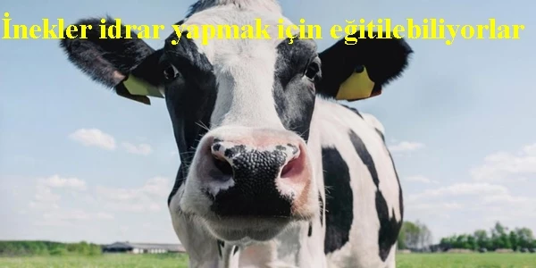 ‘İneklere tuvalet eğitimi veriliyor